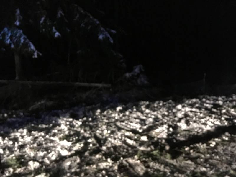 Technische Hilfeleistung / Verkehrsunfall mit umgestürtzen Baum