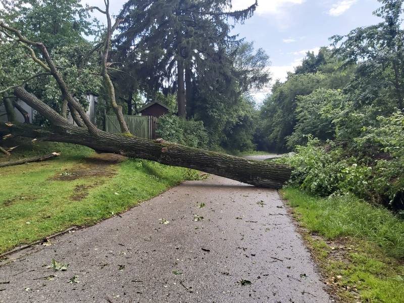 Baum auf Straße / Ehingen