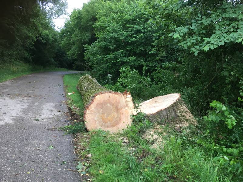 Baum auf Straße / Ehingen