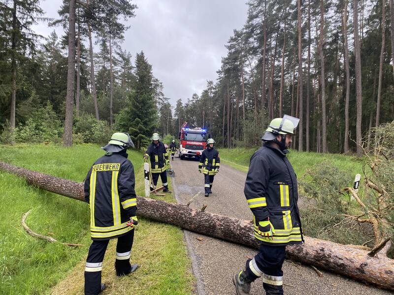 Baum auf Fahrbahn / Hammerschmiede