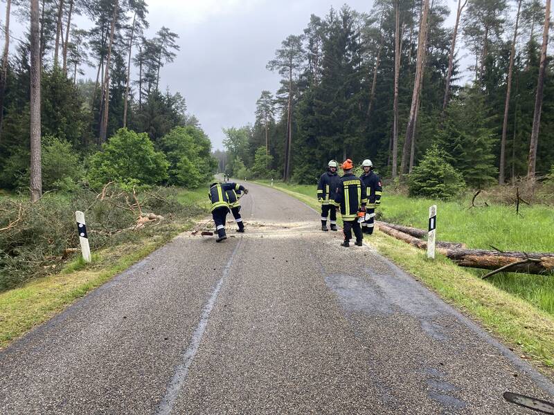 Baum auf Fahrbahn / Hammerschmiede